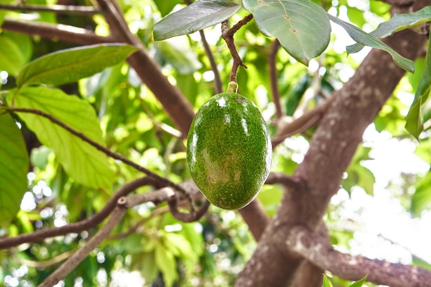 Avocado geïsoleerd op boom in natuurlijke tuin