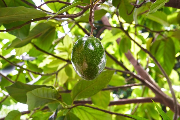 Avocado geïsoleerd op boom in natuurlijke tuin