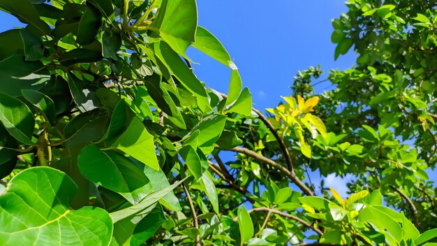 Avocado green leaf tree