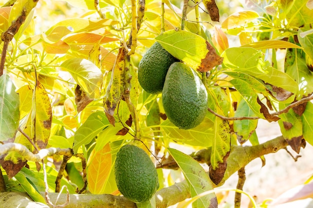 avocado Hass growing on young tree close up