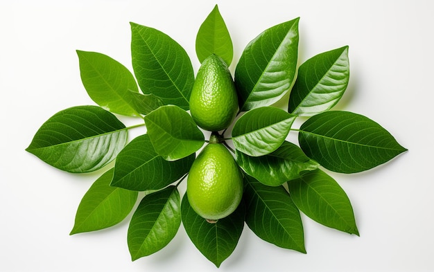 Avocado Leaf in High Angle View on White Background