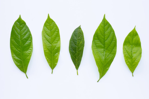 Avocado leaves on white. 