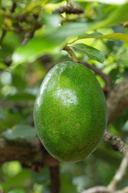 Avocado op installatie of Ruwe avocado op boom vers product in de organische boerderij van Thailand