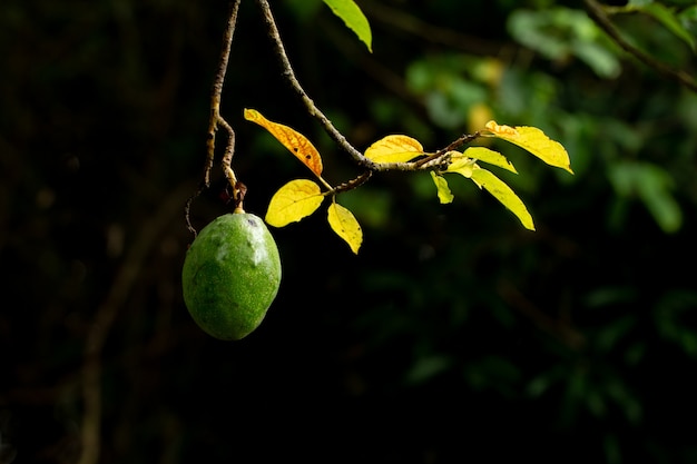 Avocado op installatie of Ruwe avocado op boom vers product in de organische boerderij van Thailand