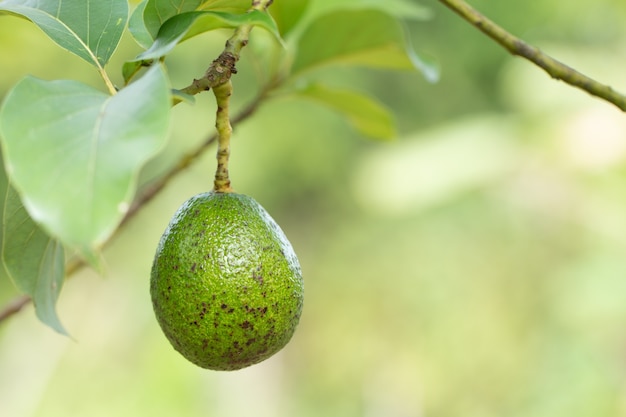 Avocado op plant of ruwe avocado op biologische boerderij van boom, vers product.