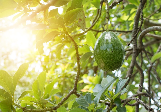 Avocado op plant.