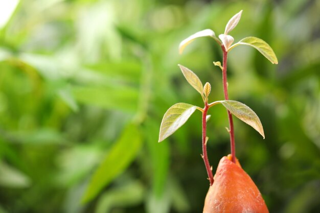 Avocado pit with sprouts on blurred background Space for text