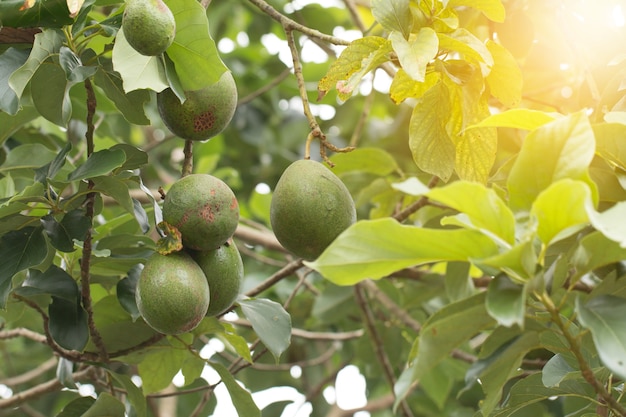 Avocado on plant, Avocado tree