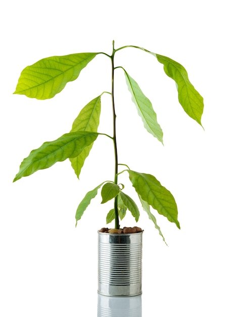 Avocado plant isolated