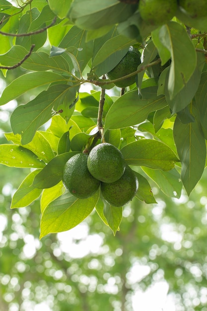 Авокадо на заводе или сырой авокадо на дереве свежий продукт в органической ферме Таиланда