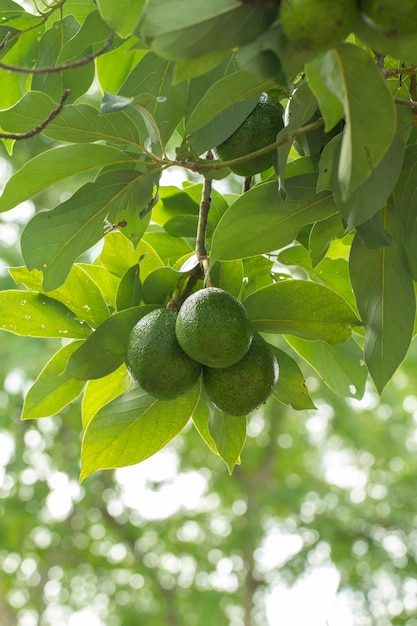 タイのオーガニック農場では、植物にアボカド、または生のアボカドに新鮮なアボカド