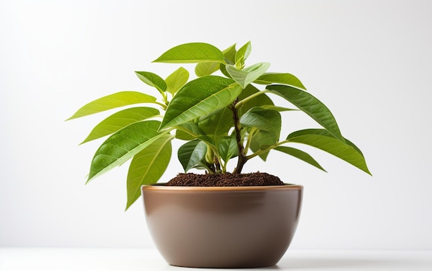 Avocado Plant on a White Background