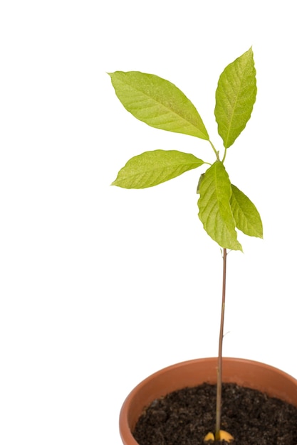 Avocado plant on white