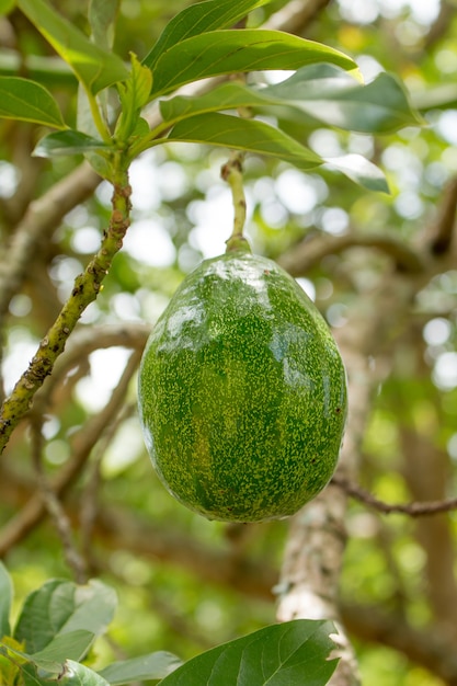 Avocado on plant.