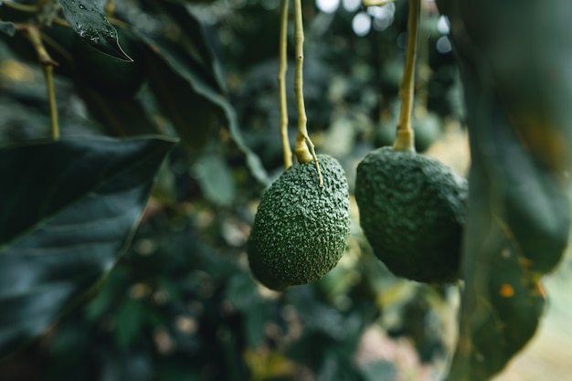 Avocado's groeien in het groeiseizoen van de tuin