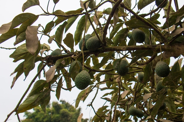 Avocado's hangend aan boomgroen fruit Wetenschappelijke naam Persea americana