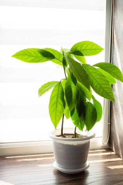 Avocado tree grown houses tropical indoor plants Copy space