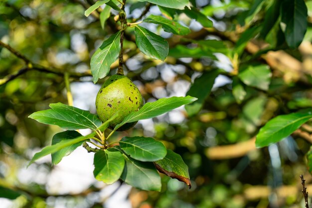 Avocado tree with avocado fruit grow in orchard avocado garden\
growing avocado on the tree