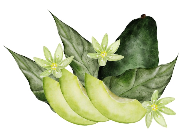 Photo avocado watercolor illustration of a ripe fruit on an isolated white background botanical