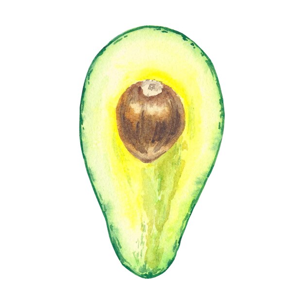 Foto avocado waterverf met de hand in botanische stijl geïsoleerde kunstillustratie op witte achtergrond