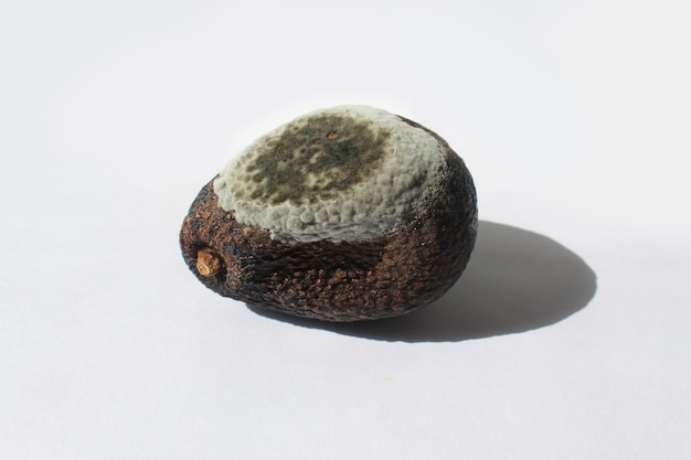 Avocado whole with mold on a light background. Spoiled avocado.