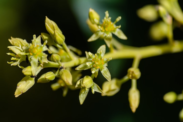 Avocadobloemen (americana persea) bloeiend