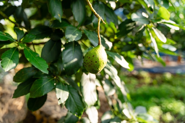 Avocadoboom met avocadofruit groeit in boomgaard avocadotuin Avocado aan de boom laten groeien