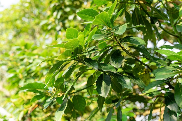 Avocadoboom met avocadofruit groeit in boomgaard avocadotuin avocado aan de boom laten groeien