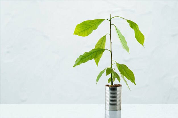 Avocadoplant op tafel tegen de muur