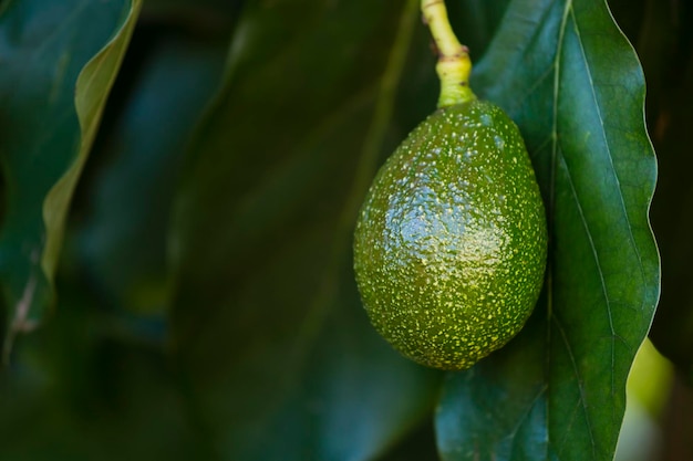 Avocados Closeup Kenya