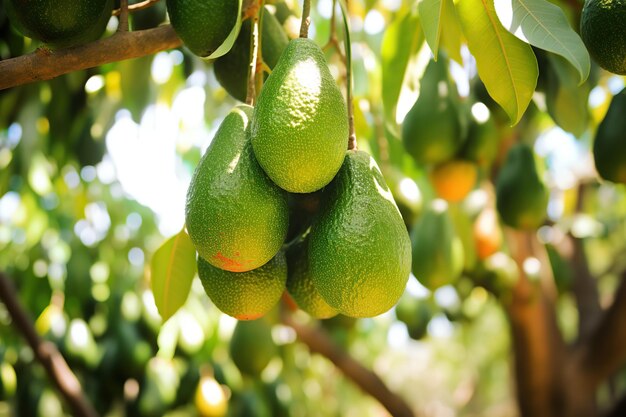 Avocados growing on tree in orchard