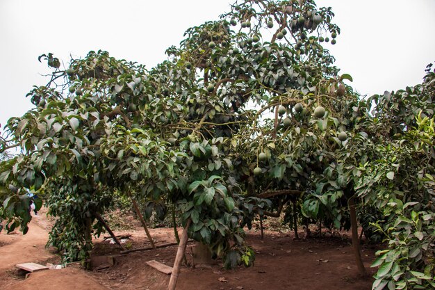 나무에 매달려 있는 아보카도 녹색 과일 학명 Persea Americana