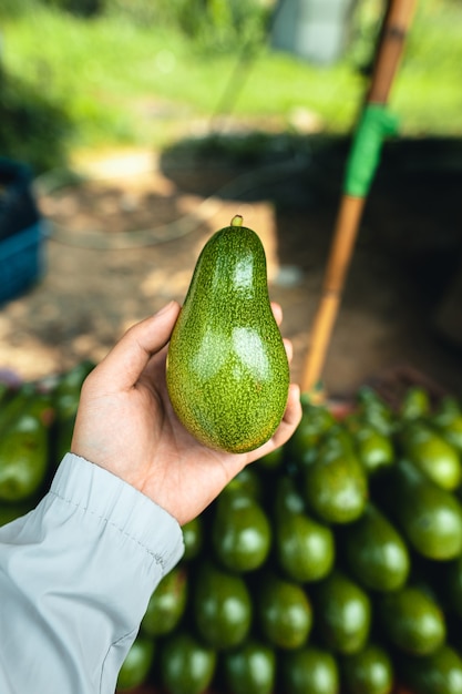 Foto avocado su un tavolo in un mercato di strada verde fresco