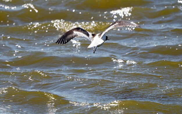 Avocet in Saskatchewan