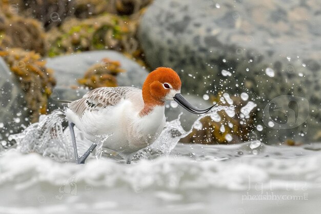 Photo an avocet sweeping its bill through the water