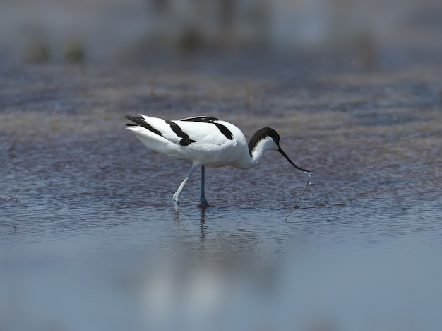 L'avocetta con il becco esotico della curva attraversa l'acqua blu in cerca di cibo