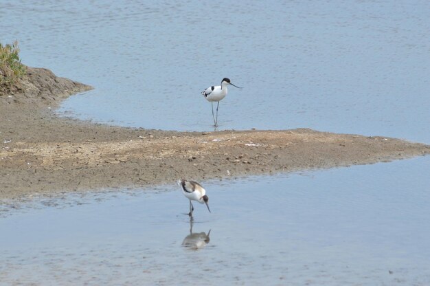 Photo avocets at lakeshore