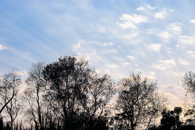 Avond heldere hemel met witte wolken boven het bos