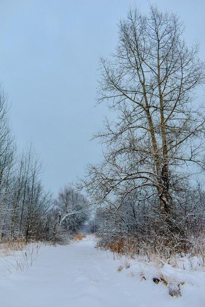 Avond in het besneeuwde winterbos