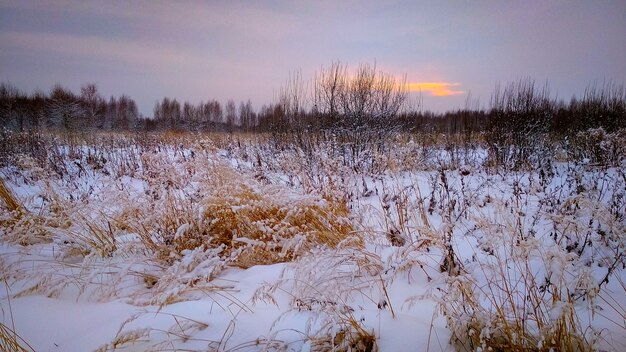 Avond in het besneeuwde winterbos