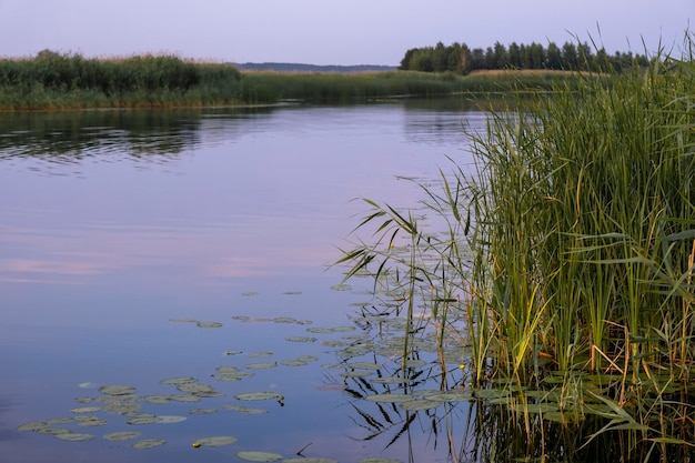 Avond op de rivier lielupe kalm rustig wateroppervlak en riet zonsondergang blauwe lucht