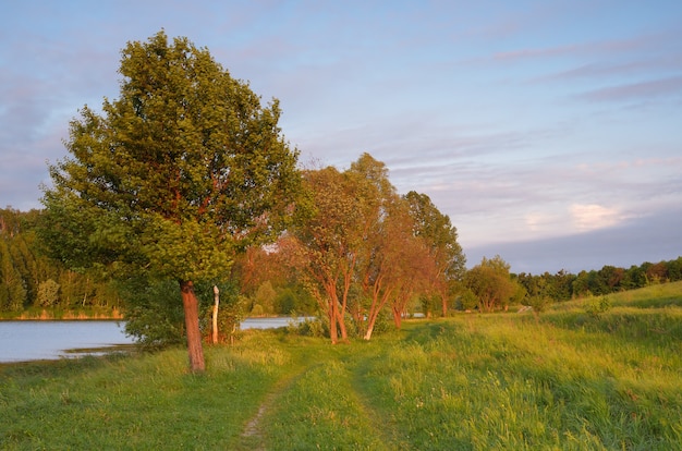 Avond zomer landschap. De weg bij de vijver en bomen