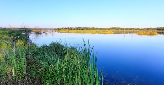 Avond zomer meer landschap met planten reflecties op het wateroppervlak (in de buurt van Shklo nederzetting, Lviv Oblast, Oekraïne).