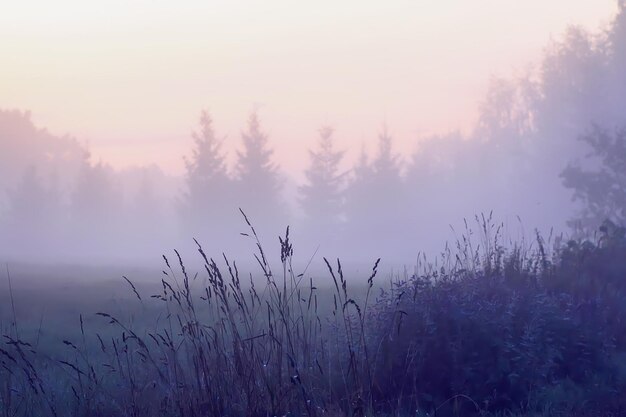 Avondmist op een veld op het platteland in de zomer.