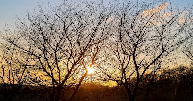 Avondzon oranje door de kale lentebomen