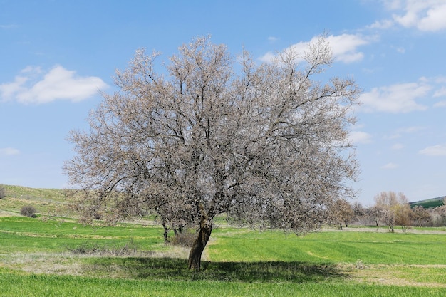 The awakening of nature in the continental climate when the spring comes new the terrestrial climate views in the spring