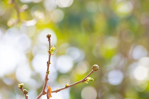 The awakening of nature in spring branches with swollen buds and opening young leaves gentle bokeh