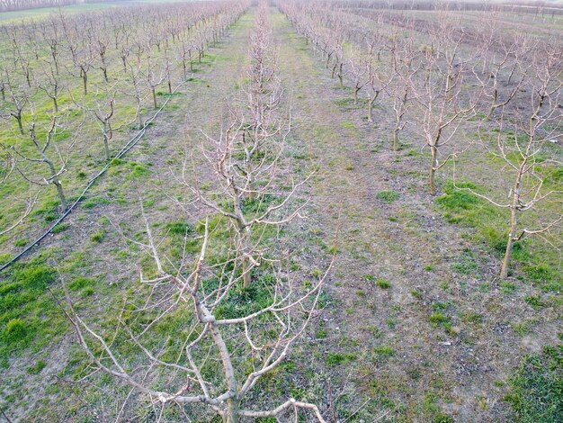 Awakening of the spring apple orchard