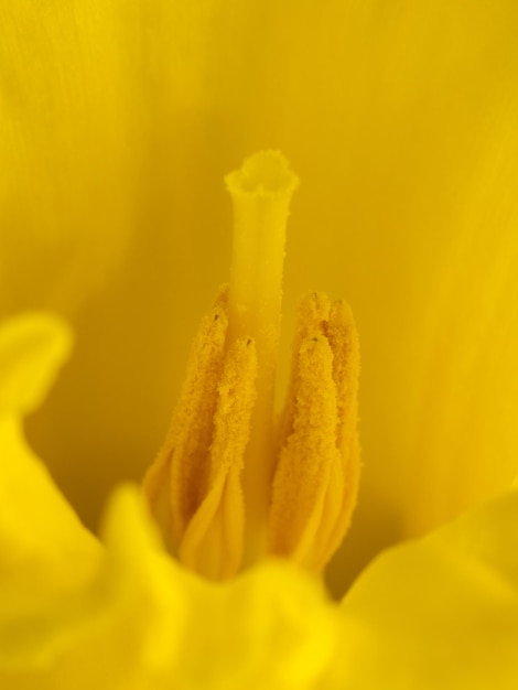 Awakening yellow flowers Daffodils Yellow joy_3