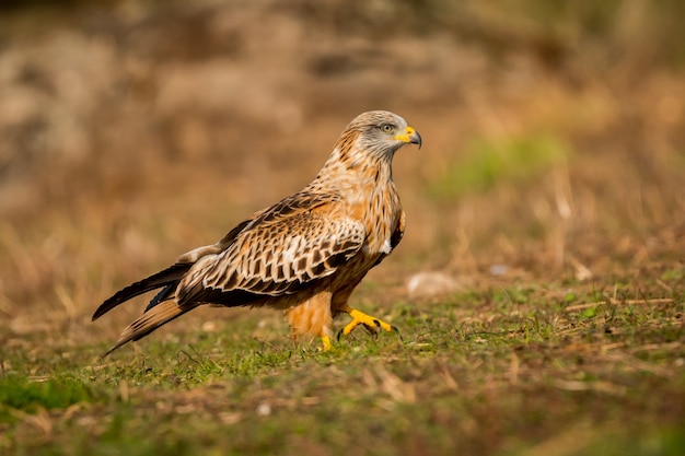 Awesome bird in the field with